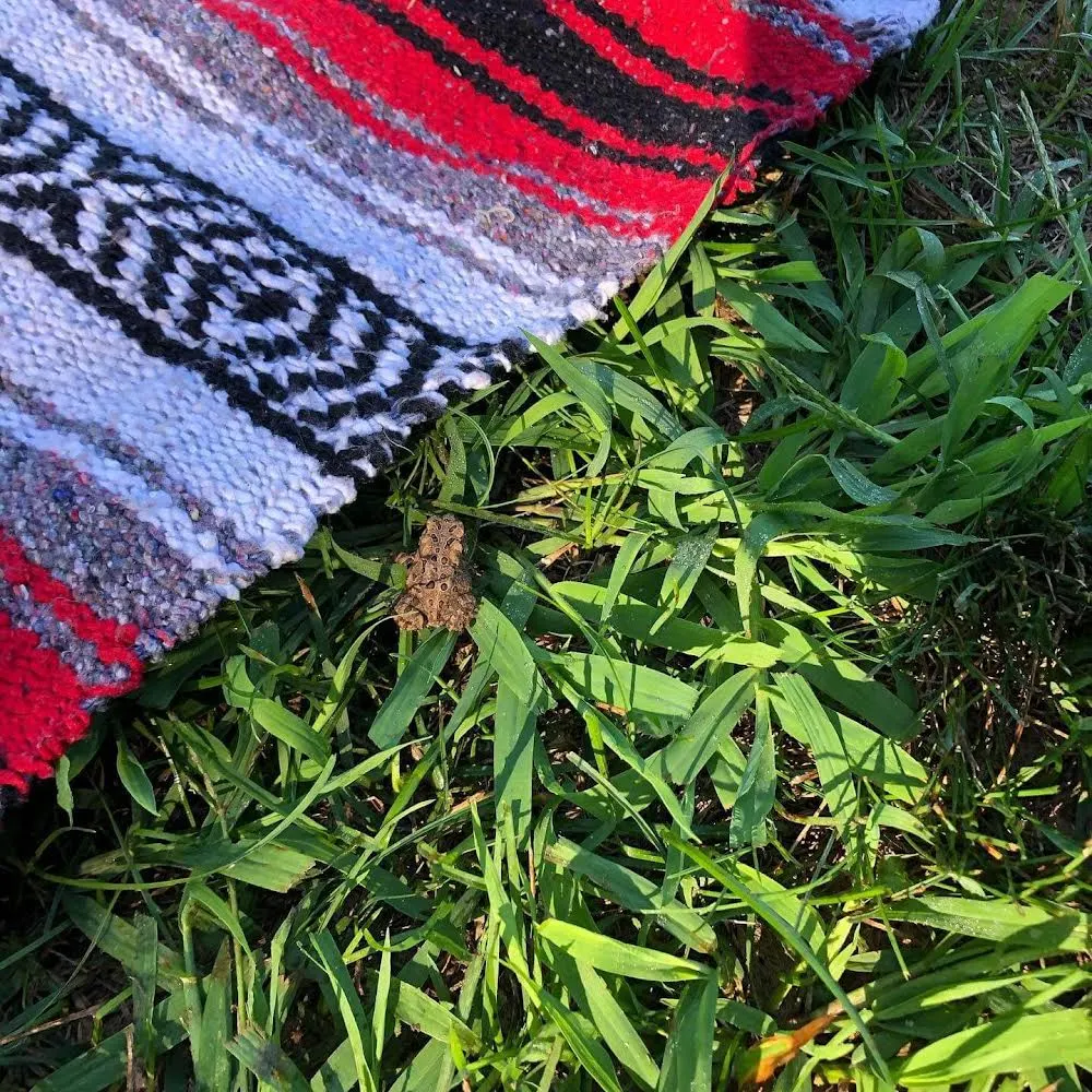 A Small Frog Next to a Yoga Blanket on a Lawn